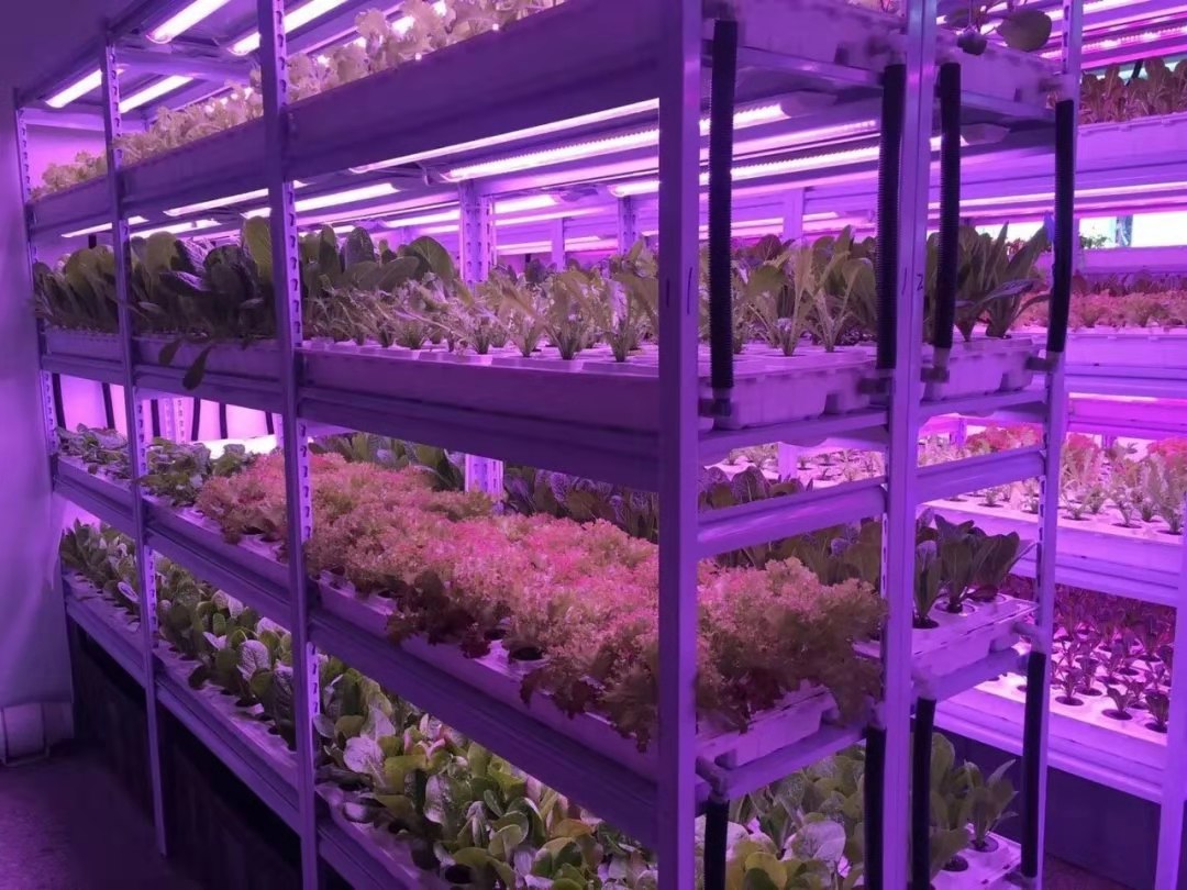 vertical farm led grow lights