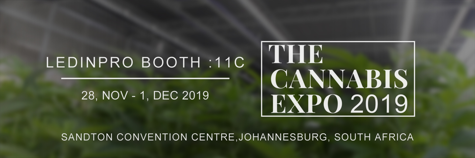 the cannabis expo 2019